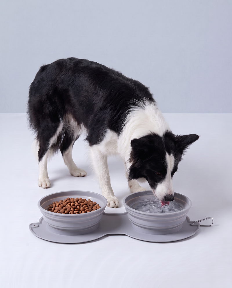 Food or water, one bowl