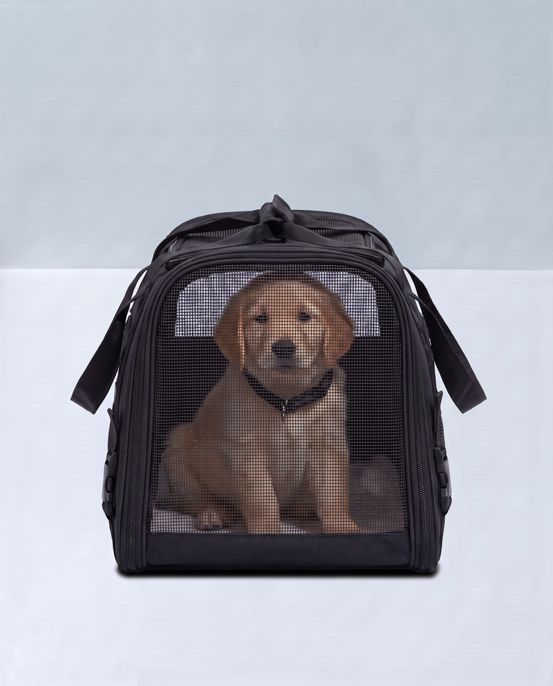 A pet that can see out stays calmer